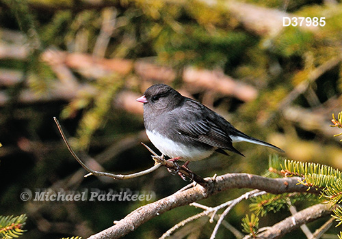 Dark-eyed Junco (Junco hyemalis)